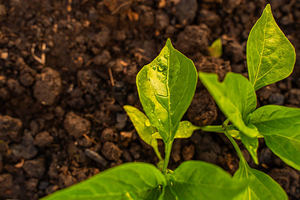 Bell pepper sprout in water drops close-up at sunset.