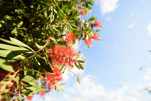 Blooming Callistemon australiana plant on blue sky background