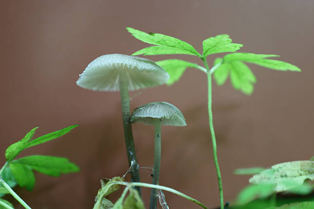 istock Tiny, delicate mushrooms with translucent caps sprout beside vibrant green plants, creating a surreal woodland scene. Their slender stems and graceful forms highlight the natural beauty of the microworld. 2217064515