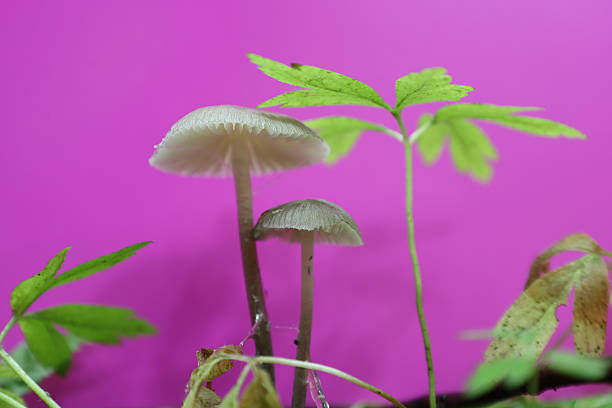 istock A close-up shot features two small mushrooms with white caps and slender stems against a vibrant pink background. Green leaves and plant stalks add naturalness and contrast. 2217064529