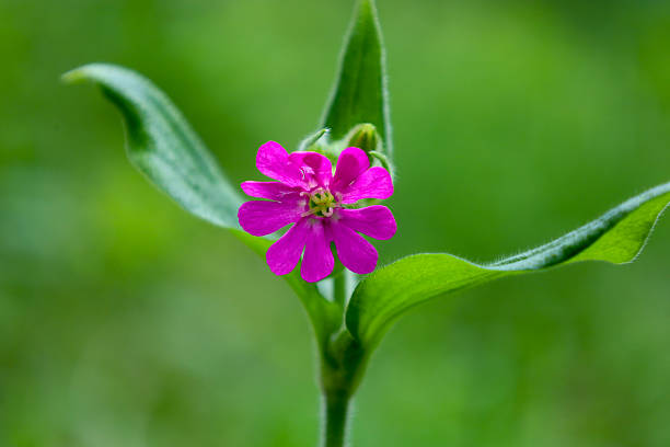 A close-up shot features a vibrant pink flower blooming against a green backdrop. Its delicate petals and detailed stem contrast with the blurred green background, highlighting the flower's beauty and tenderness.