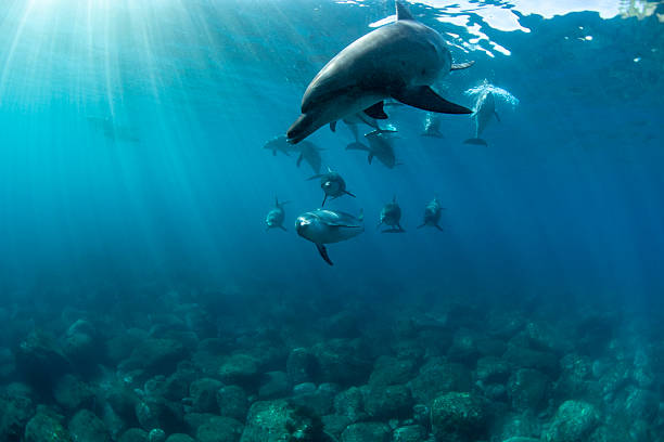 istock Sunny day and lots of wild dolphins 2217066619