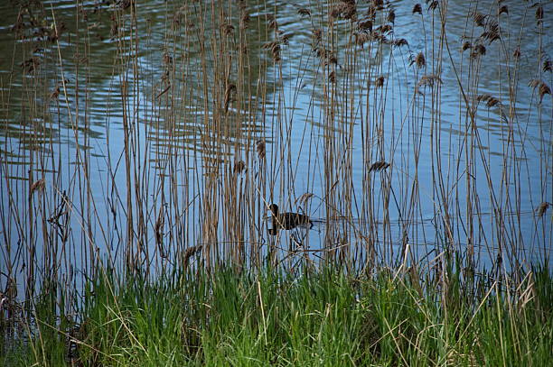 Duck swimming among the reed in the swamp
