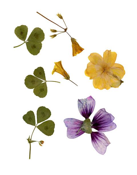 istock Pressed and dried leaves isolated on white background. 2217066975
