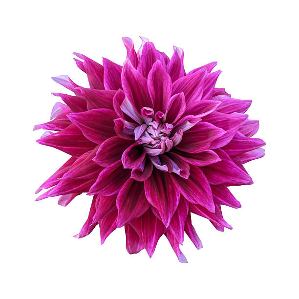 Pink dahlia flower isolated on white background