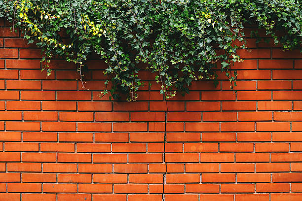 istock Brick wall and creeping ivy plant as natural pattern and background 2217068683