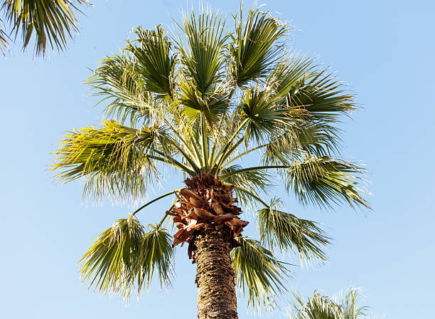 istock A palm tree with green leaves is standing tall in the sky 2217069675