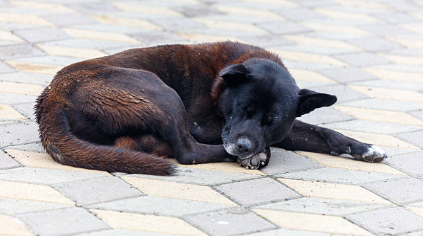 istock A black dog is laying on the ground 2217069680