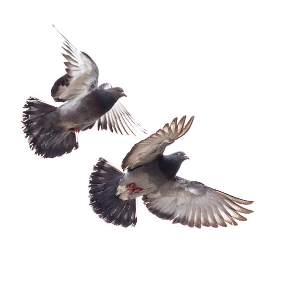 istock Two pigeons flying in the air 2217069689