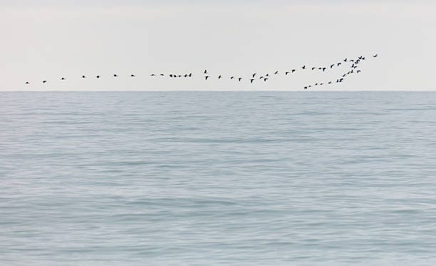 istock A flock of birds flying over a calm blue ocean 2217069732