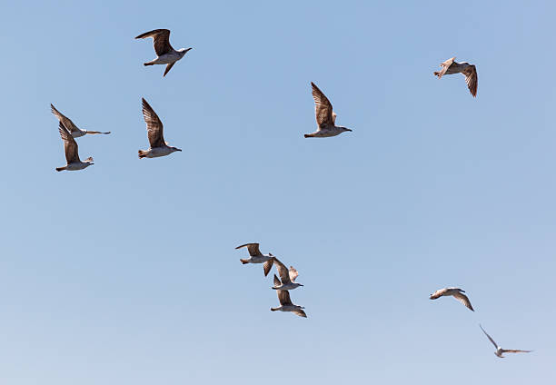 istock A flock of seagulls flying in the sky 2217069777