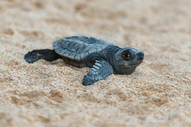 istock A turtle hatched from an egg crawls along the sand towards the ocean 2217069785