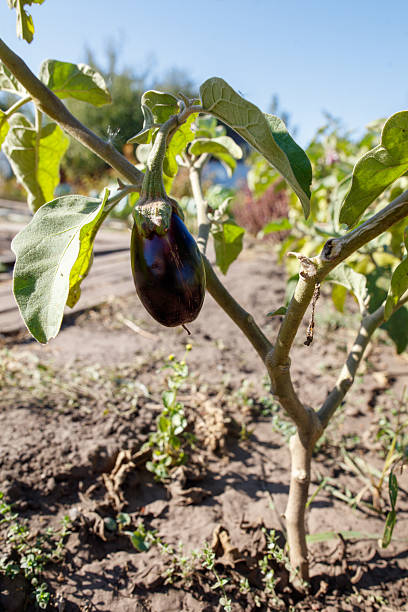 istock A purple eggplant is hanging from a plant 2217069827