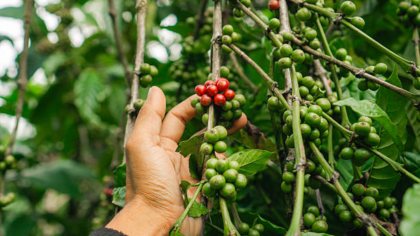 istock Hand Picking Ripe Coffee Cherries on Coffee Tree Brancha 2217071761