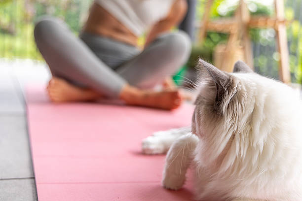 istock Woman Practicing Yoga Outdoors with Relaxed Cat on Mat 2217073706