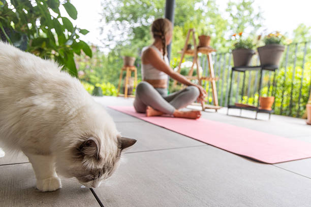 istock Woman Practicing Yoga Outdoors with Relaxed Cat on Mat 2217073726