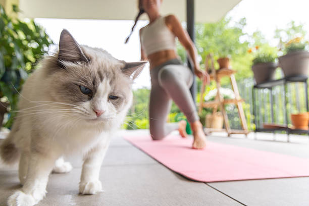 istock Mindful Moments: Yoga and a Furry Friend 2217073775