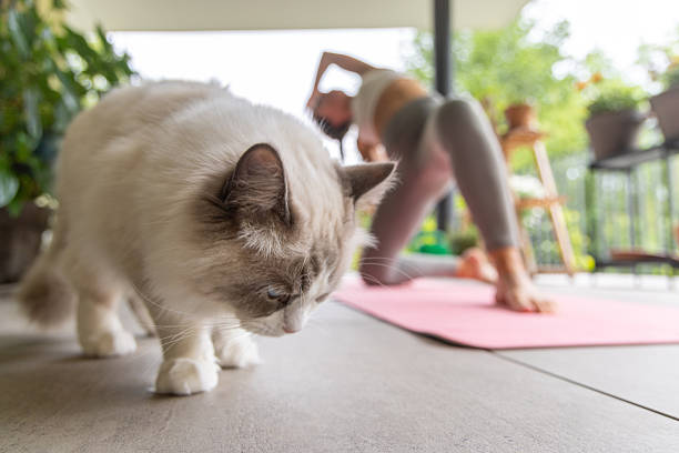 istock Woman Practicing Yoga on Patio with Curious Cat 2217073782