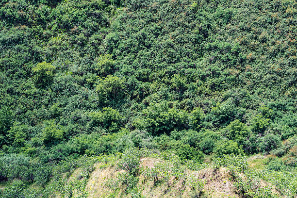 The green hillside is densely overgrown with trees and shrubs.