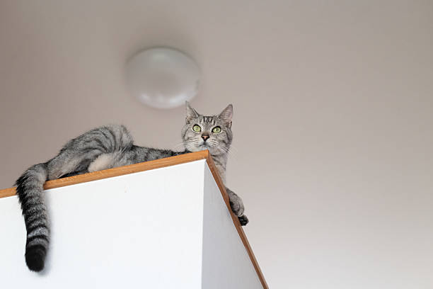 istock Cute cat sitting indoors 2217076930
