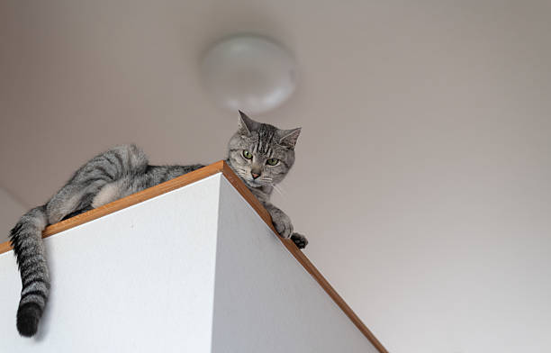 istock Cute cat sitting indoors 2217076945