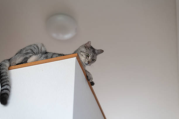istock Cute cat sitting indoors 2217076992