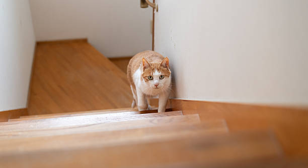 istock Cute cat climbing the stairs 2217077615