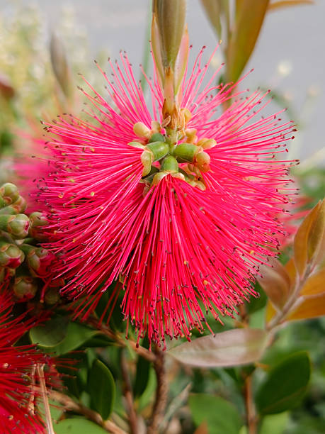 istock a callistemon flower, close up 2217083682
