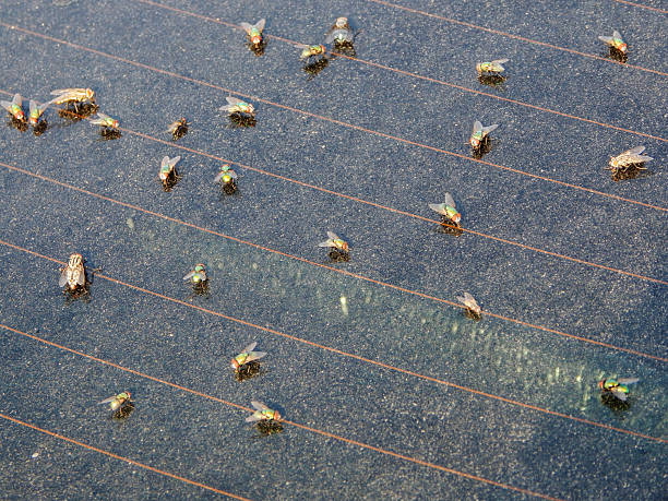 istock Flies are sitting on the glass. 2217083852