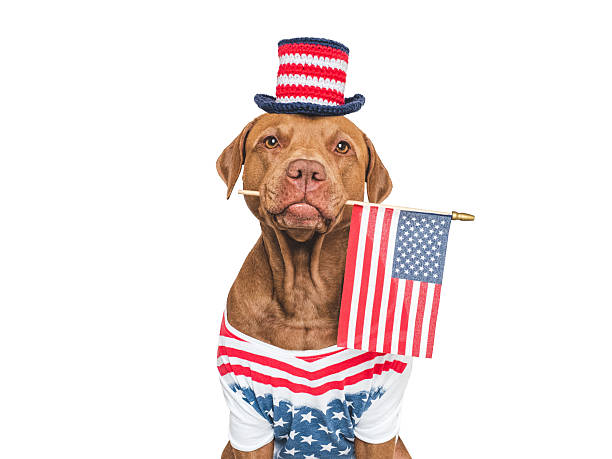 istock Cute dog, top hat and American Flag. Studio shot 2217084327