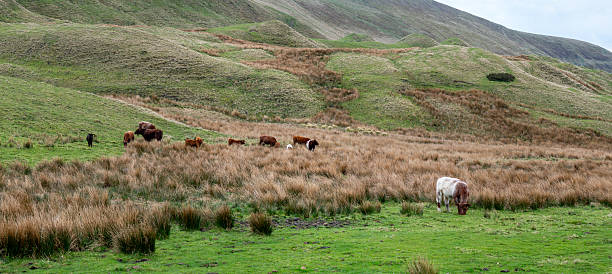 istock Peak District landscape with Farm animals. 2217084652