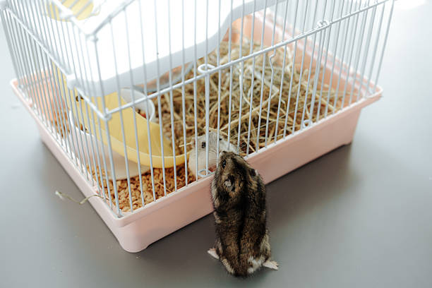istock Hamster explores cage while curiously peering at the outside environment on a bright day 2217084863