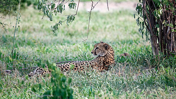 istock Female cheetah relaxing in the shade 2217085777