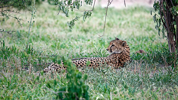 istock Female cheetah relaxing in the shade 2217085784