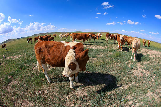 A herd of cattle was grazing on the prairie， Cows are grazing on the grassland