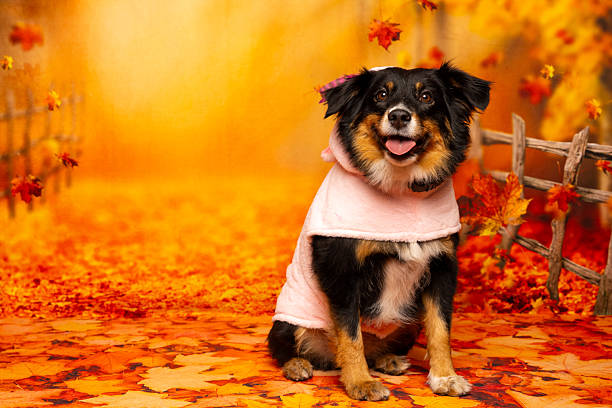 istock Dog in Pink Hoodie on Fall Path 2217087081