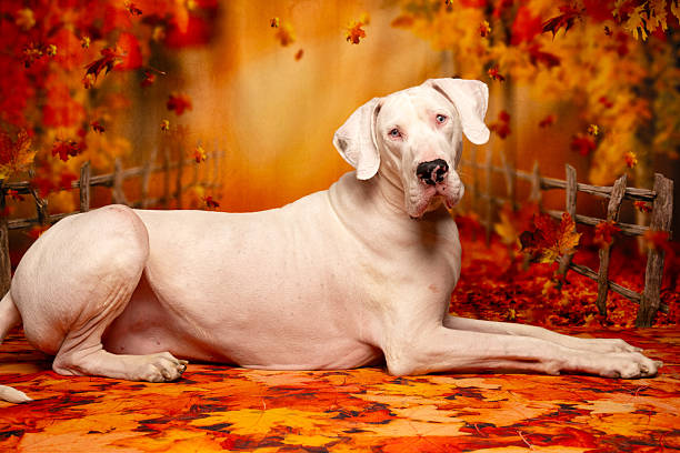 Domestic, mixbreed dog resting on the floor, yawning.