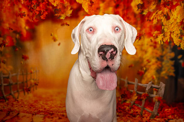 Close-up of a white dog with blue eyes and a pink tongue in a vibrant fall setting with leaves and a rustic fence backdrop.