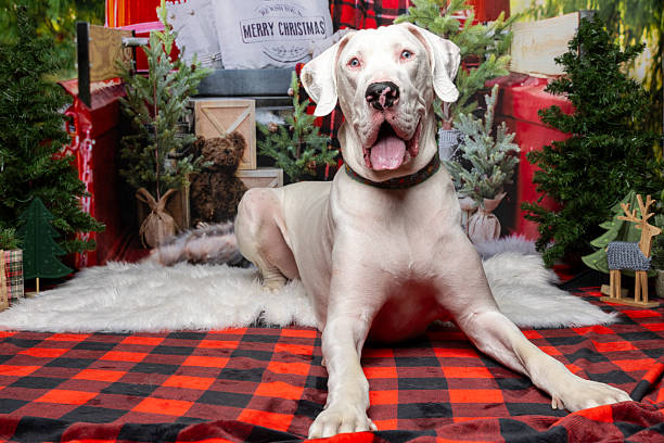 istock White Dog on Plaid Blanket in Holiday Setting 2217087109