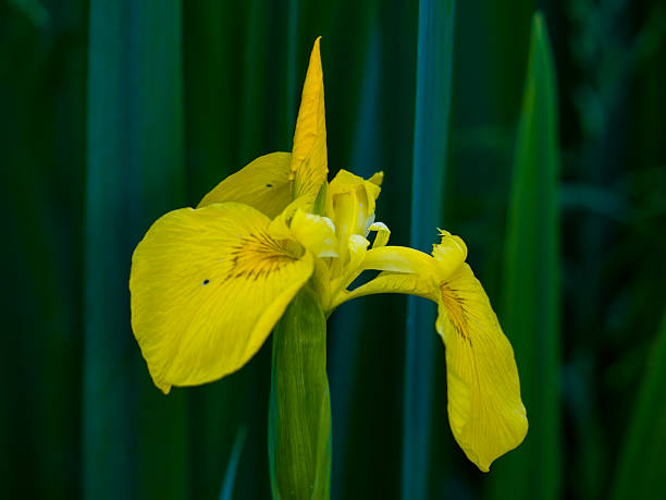 istock Yellow flower of blooming iris close up 2217087222