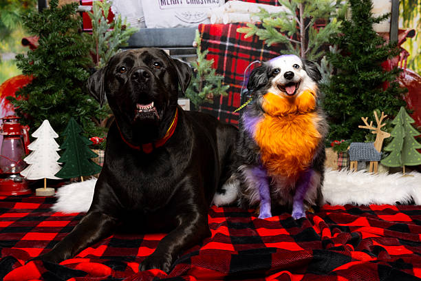 istock Festive Dogs on Holiday Blanket 2217087267