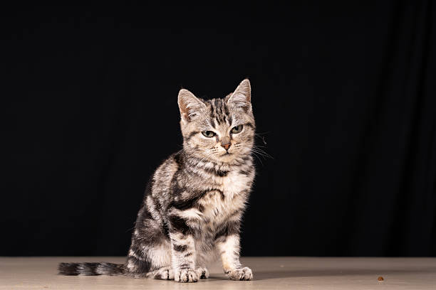 istock A cute little cat in the background 2217087440