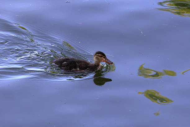 istock Mallard duck duckling swimming 2217087984