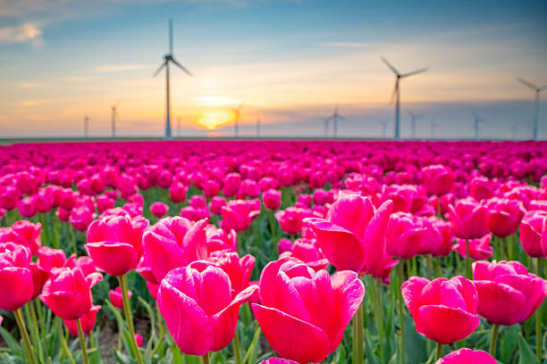 istock Tulips in agricultural fields with wind turbines in the background 2217088475
