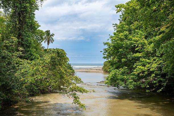 istock Tropical river meeting the ocean. 2217088484