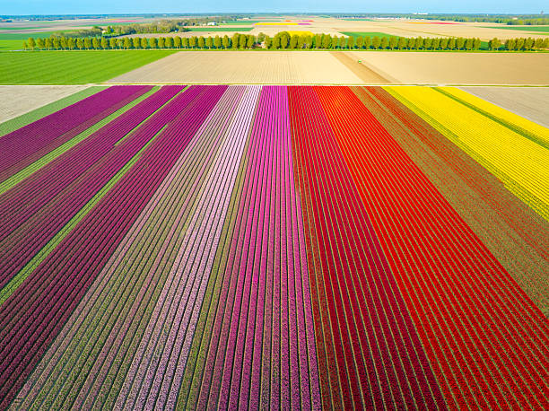 istock Colorful tulips in a field during springtime 2217088491