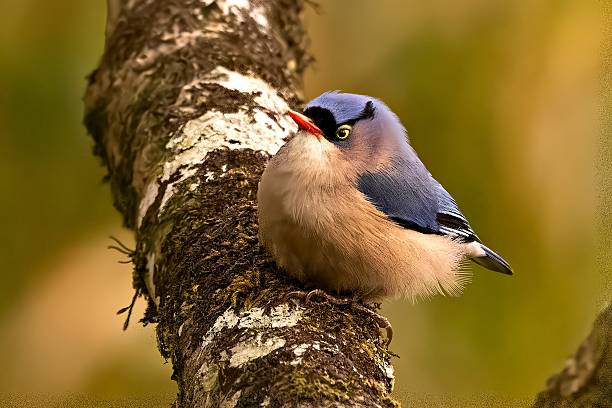 istock A Velvet-fronted Nuthatch (Sitta Frontalis) perched in the lush landscape of Sikkim, India. 2217088713