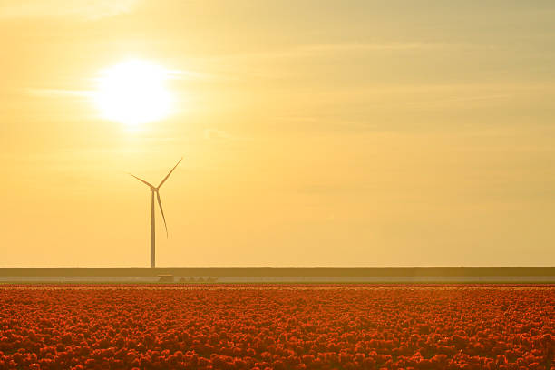Red tulips growing in agricultural fields with rows of wind turbines on the IJsselmeer shore in the background in the Noordoostpolder in Flevoland, The Netherlands, during a springtime sunset. The Noordoostpolder is a polder in the former Zuiderzee designed initially to create more land for farming.