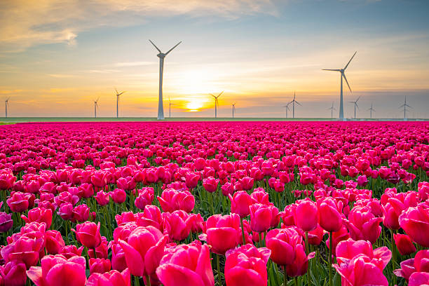 istock Tulips in agricultural fields with wind turbines in the background 2217088789