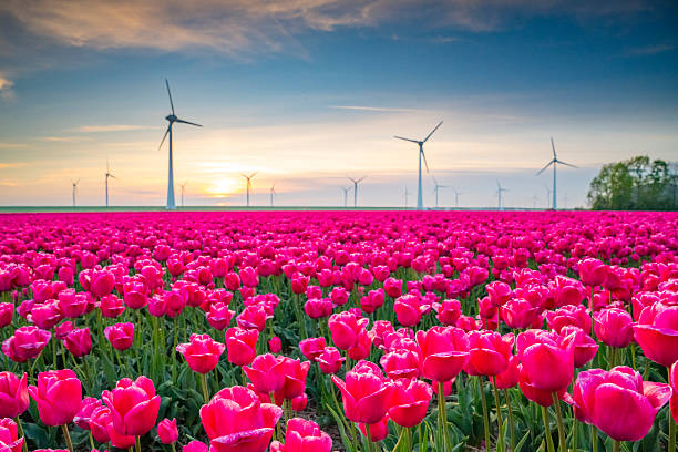 istock Tulips in agricultural fields with wind turbines in the background 2217088801